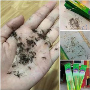 Combo of 30 Boxes of Mosquito Repellent Incense